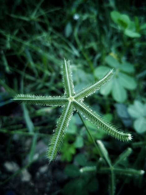 Foto close-up de uma planta que cresce no campo