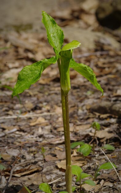 Close-up de uma planta que cresce no campo