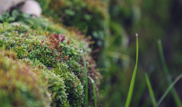 Close-up de uma planta que cresce no campo