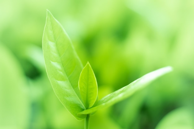 Close-up de uma planta que cresce no campo