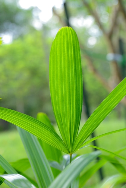 Foto close-up de uma planta que cresce no campo