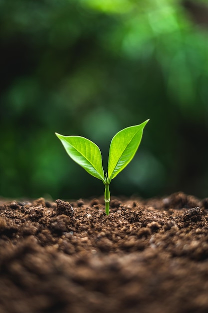 Close-up de uma planta que cresce no campo