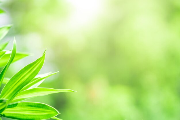 Foto close-up de uma planta que cresce no campo