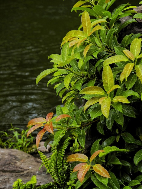 Foto close-up de uma planta que cresce no lago