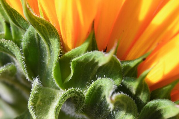 Foto close-up de uma planta suculenta