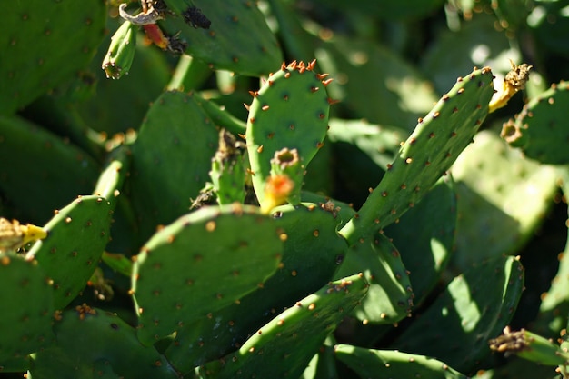 Close-up de uma planta suculenta