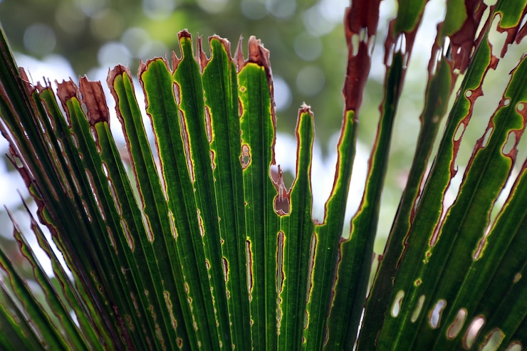Foto close-up de uma planta suculenta