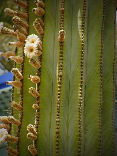 Foto close-up de uma planta suculenta