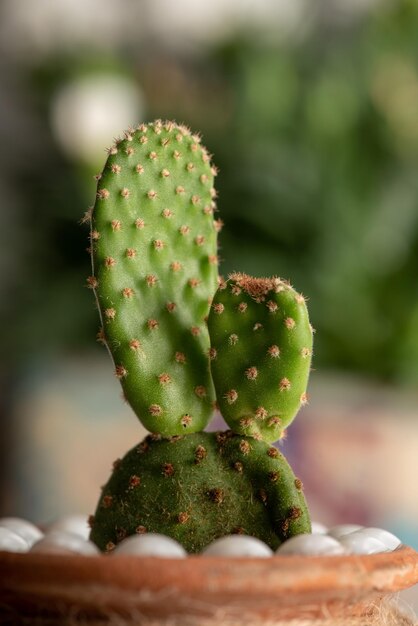 Close-up de uma planta suculenta