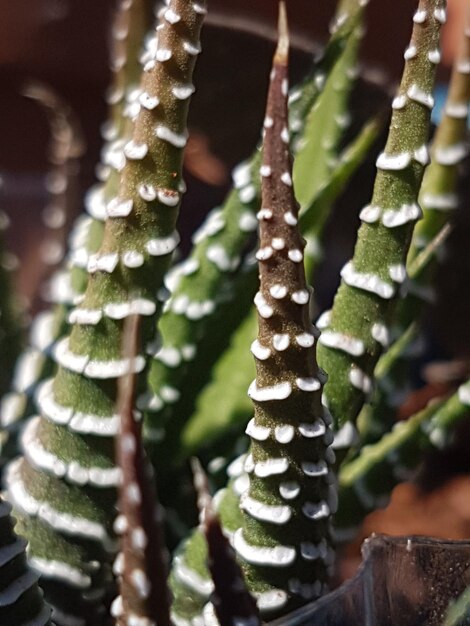 Foto close-up de uma planta suculenta