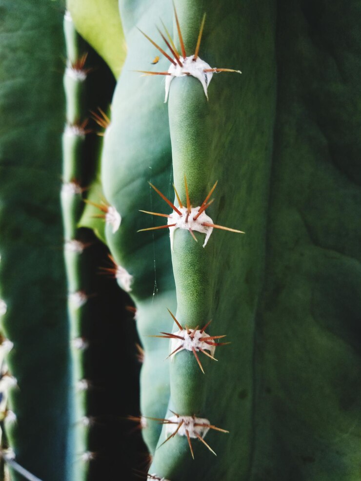 Foto close-up de uma planta suculenta