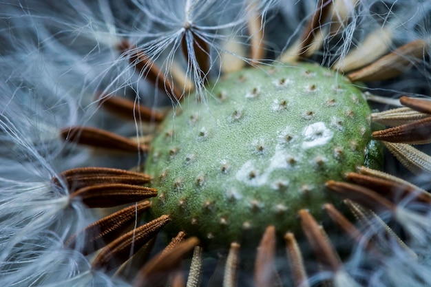 Foto close-up de uma planta suculenta