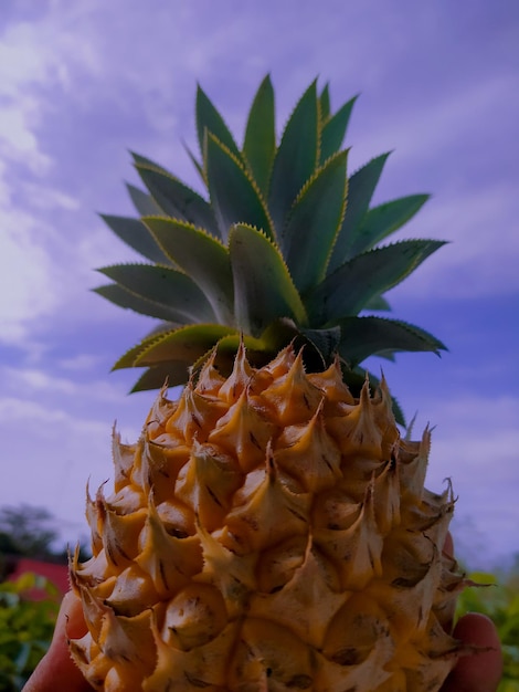 Foto close-up de uma planta suculenta