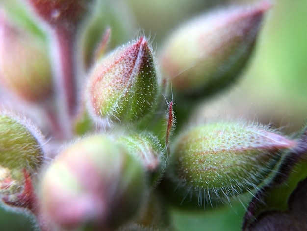 Close-up de uma planta suculenta