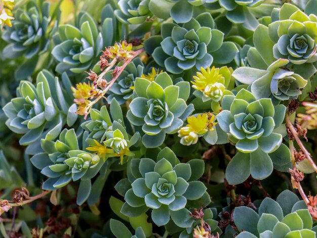 Close-up de uma planta suculenta