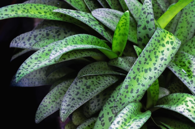 Foto close-up de uma planta suculenta