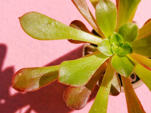 Foto close-up de uma planta suculenta