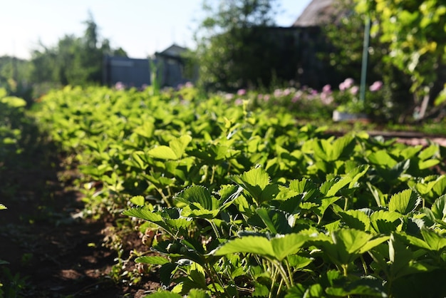 Close up de uma plantação de morango na horta no jardim da dacha O conceito de conservação da natureza e da agricultura