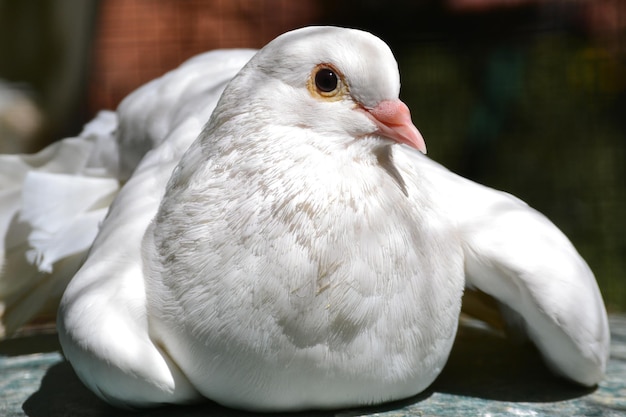 Foto close-up de uma pomba