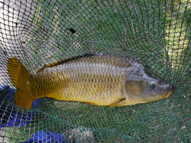 Foto close-up de uma rede de pesca