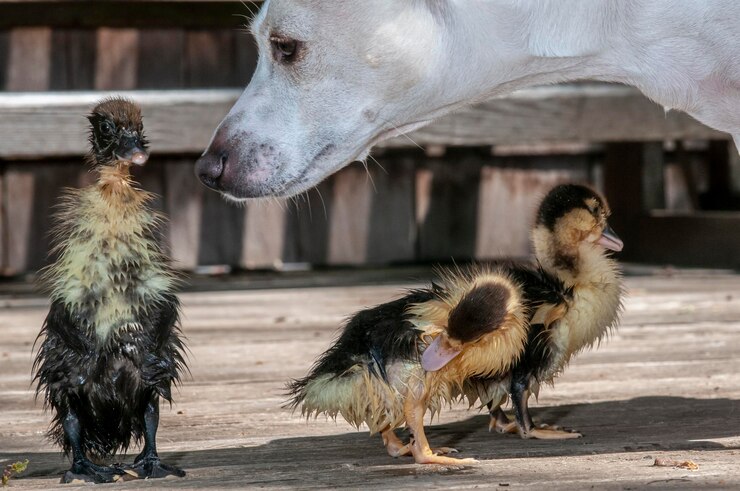 Foto close-up de uma relação cão-patos-animais