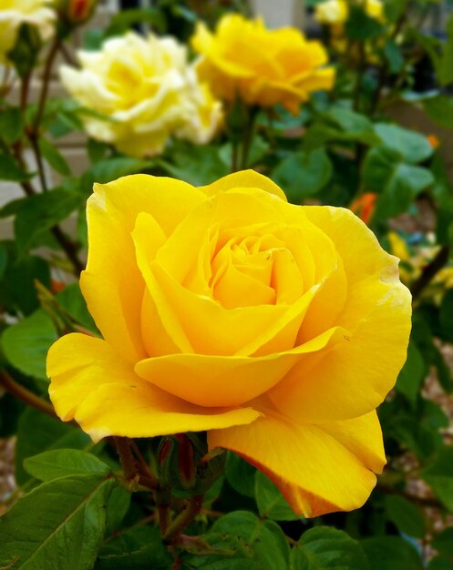 Foto close-up de uma rosa amarela