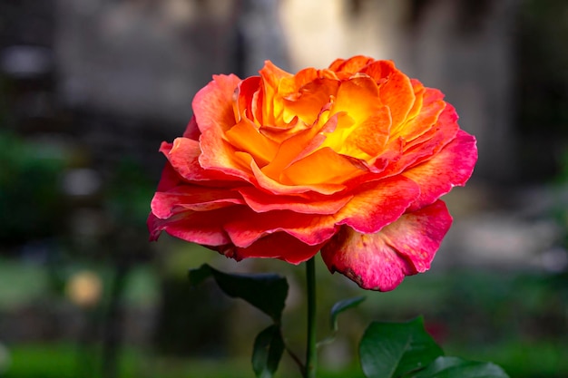 Foto close-up de uma rosa bicolor em vermelho e amarelo