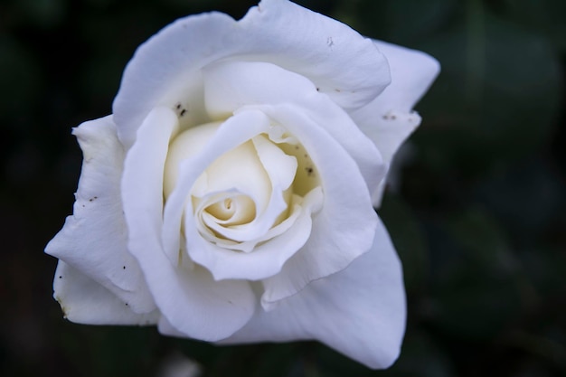 Foto close-up de uma rosa branca