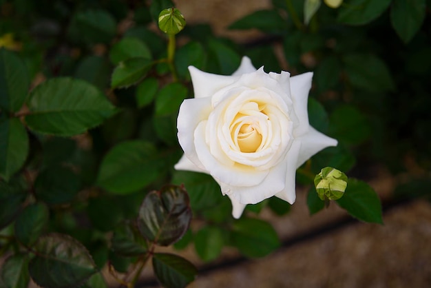 Foto close-up de uma rosa branca