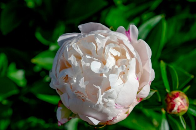 Foto close-up de uma rosa branca