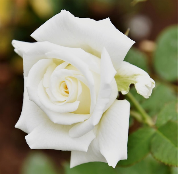 Foto close-up de uma rosa branca