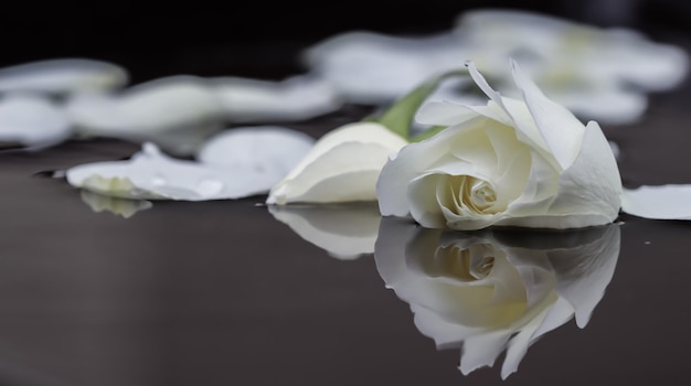 Foto close-up de uma rosa branca