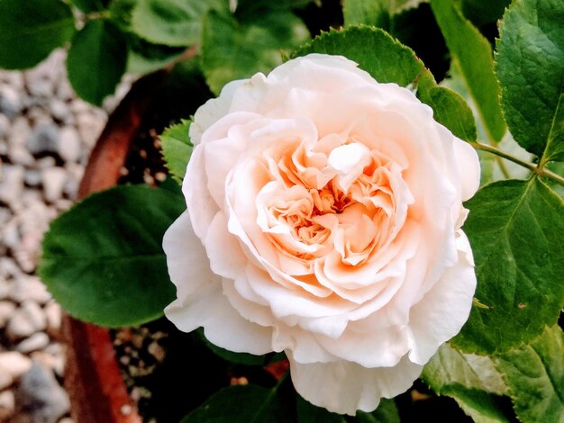 Foto close-up de uma rosa branca