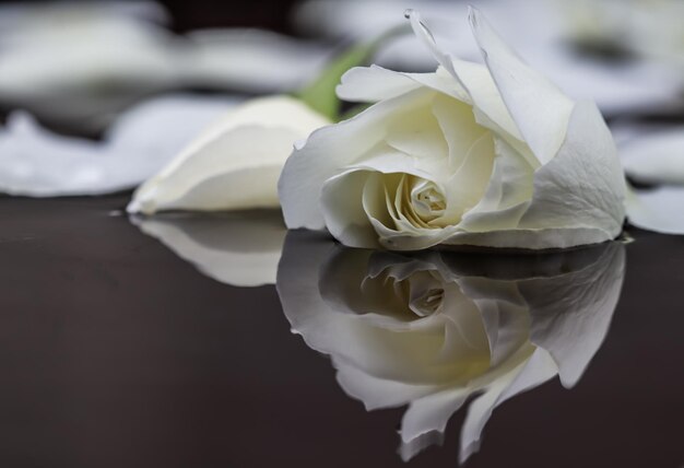 Close-up de uma rosa branca