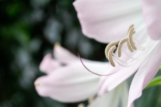 Foto close-up de uma rosa branca