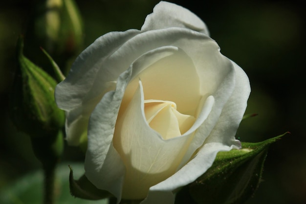 Close-up de uma rosa branca