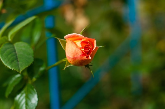 Close-up de uma rosa de jardim com luz natural desfocada