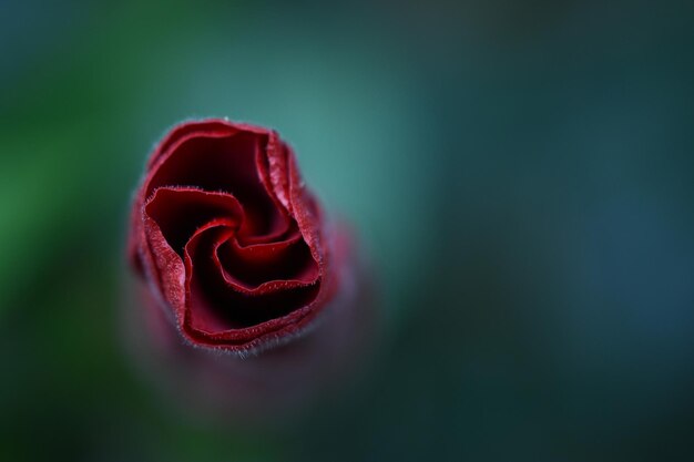 Close-up de uma rosa em flor ao ar livre