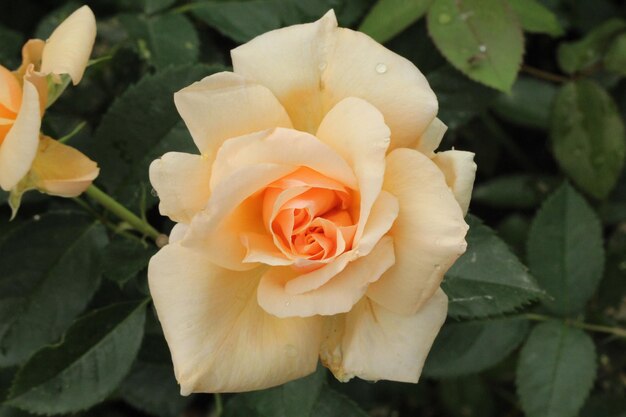Close-up de uma rosa em flor ao ar livre