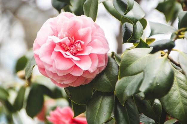 Foto close-up de uma rosa em flor ao ar livre