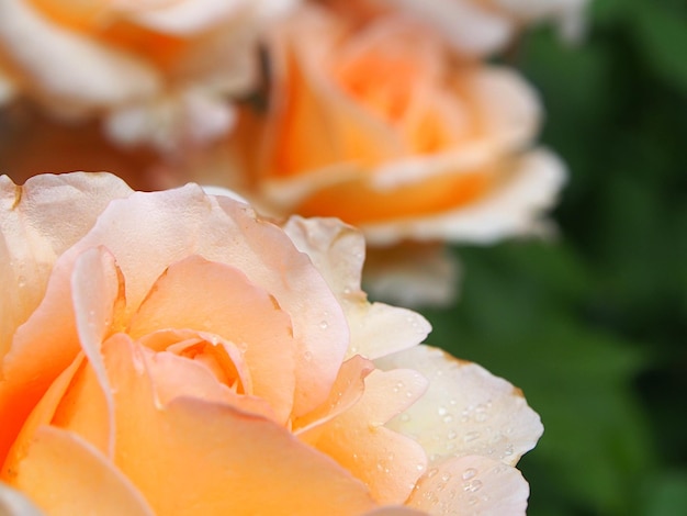 Close-up de uma rosa laranja molhada