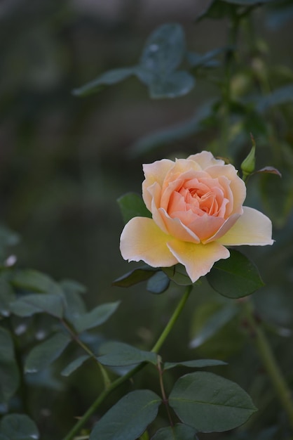 Close-up de uma rosa laranja