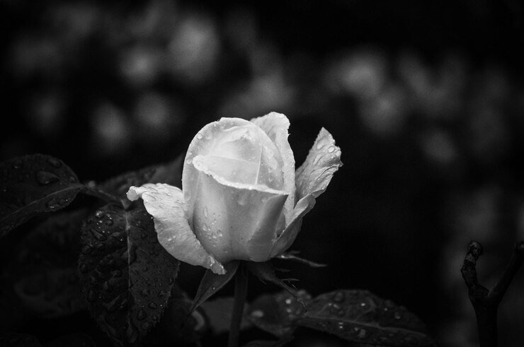 Foto close-up de uma rosa molhada