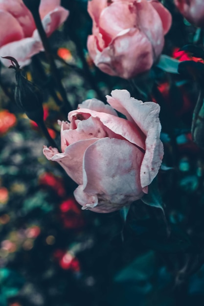 Close-up de uma rosa murcha