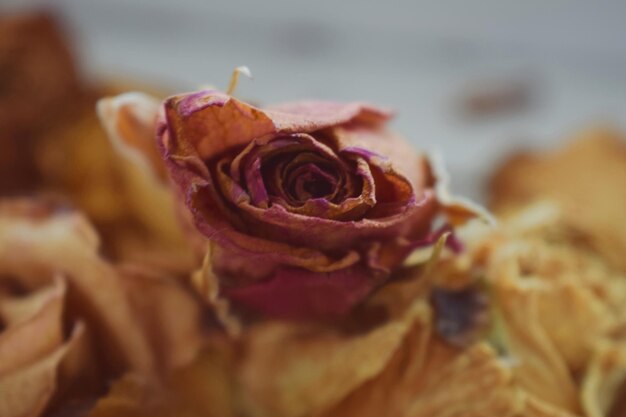 Foto close-up de uma rosa murcha