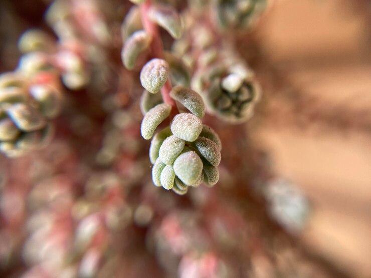 Foto close-up de uma rosa na planta