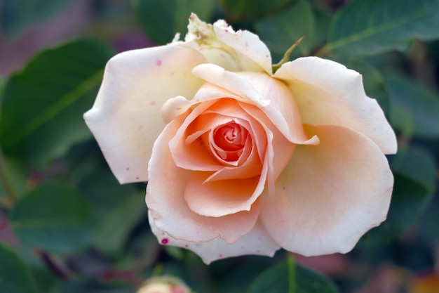 Close-up de uma rosa no outono, detalhe