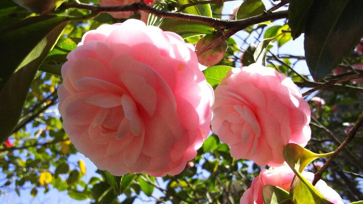 Foto close-up de uma rosa rosa a florescer no jardim