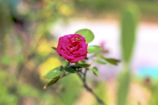 Foto close-up de uma rosa rosa florescendo ao ar livre