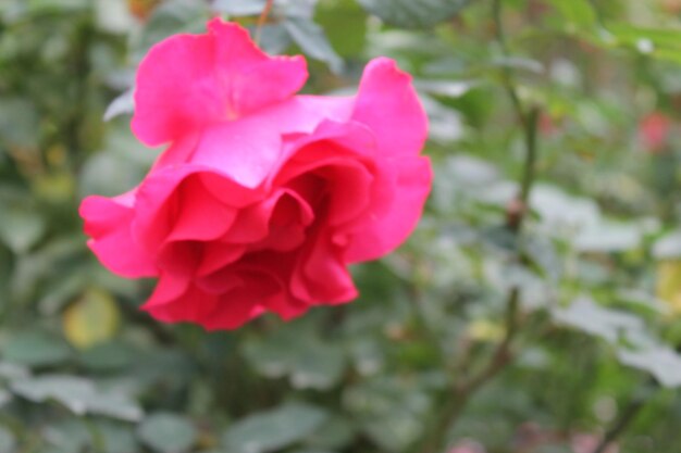 Foto close-up de uma rosa rosa florescendo ao ar livre